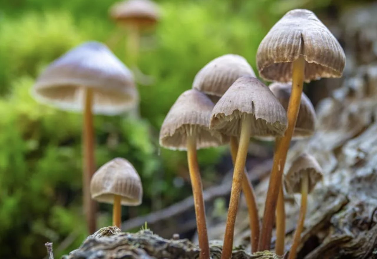 DATA LED: The states that are most interested in microdosing as the trend continues to grow