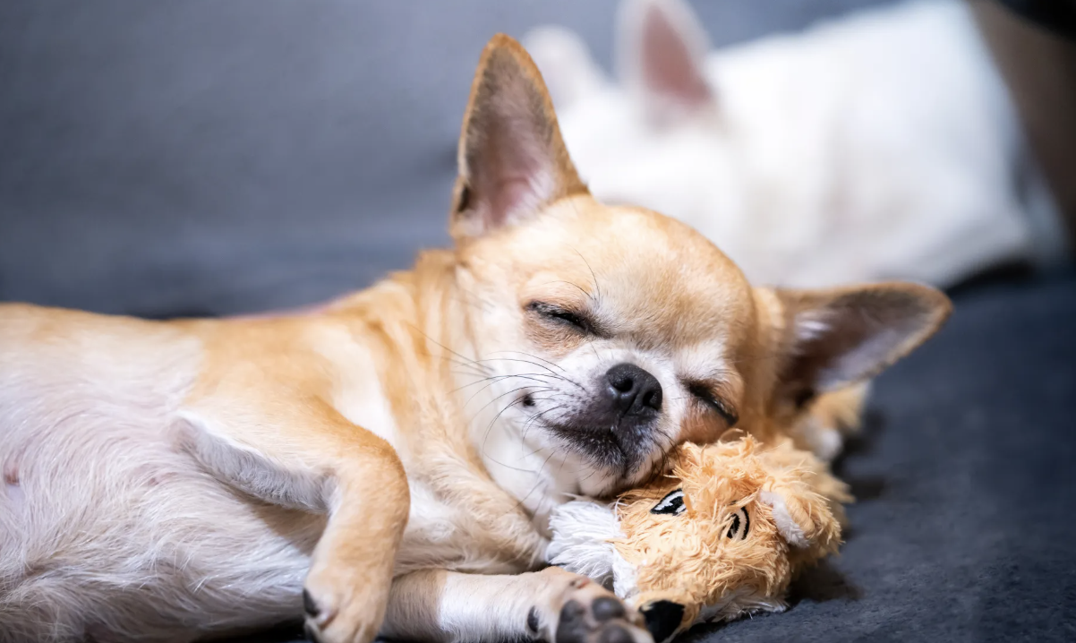 EXPERT COMMENTARY: The dog breeds that will lead to the highest vet costs